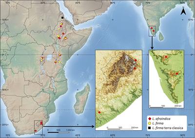 Unveiling the diversification and dispersal of the Lewinskya firma complex (Orthotrichaceae, Bryophyta) across Africa and India